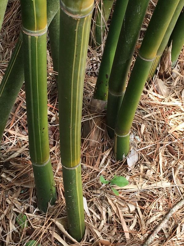 Blowpipe Bamboo Bambusa dolichomerithalla Silverstripe