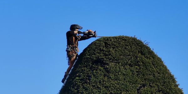 Hedge trimming a large Yew tree.