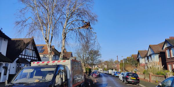 Tree surgery on a Silver Birch tree. 