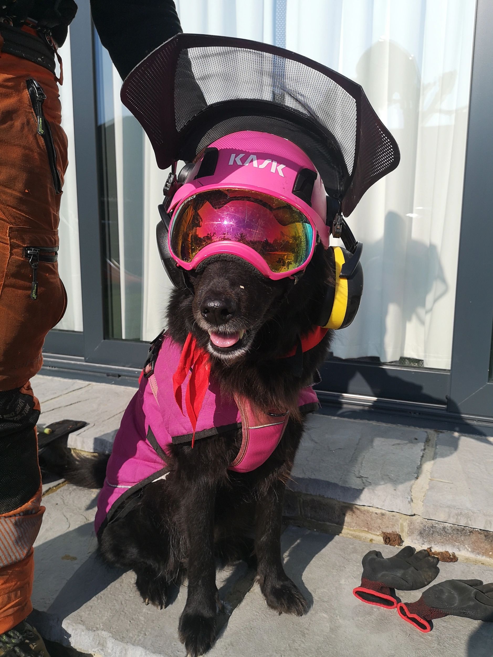 Cocoa, crowncares team mascot, sporting full tree surgery ppe. 