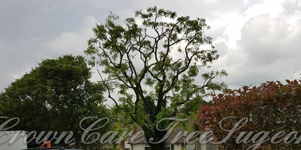 An Ash tree reduction.