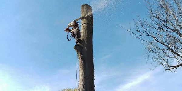 A tree removal.