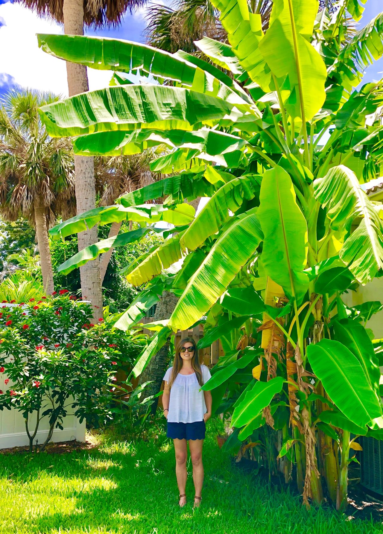 ice cream banana tree