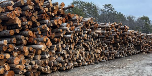 Large stacks of freshly cut logs piled outdoors near a wooded area.