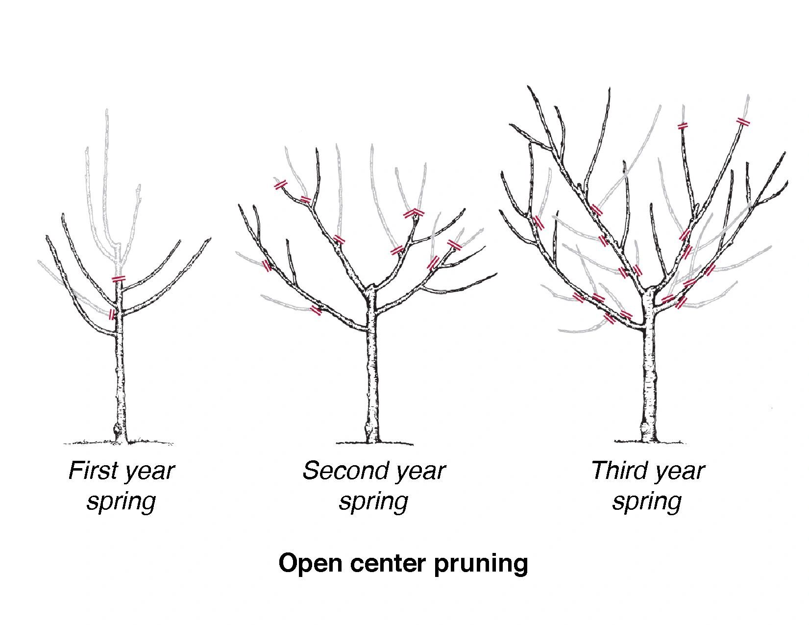 Схема обрезки персика весной