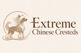 Extreme Chinese Crested Puppies