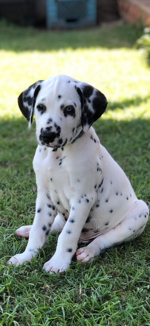 Black And White Spotted Dalmatian Dogs Puppies Magnetic Salt Pepper Sh–  Ebros Gift