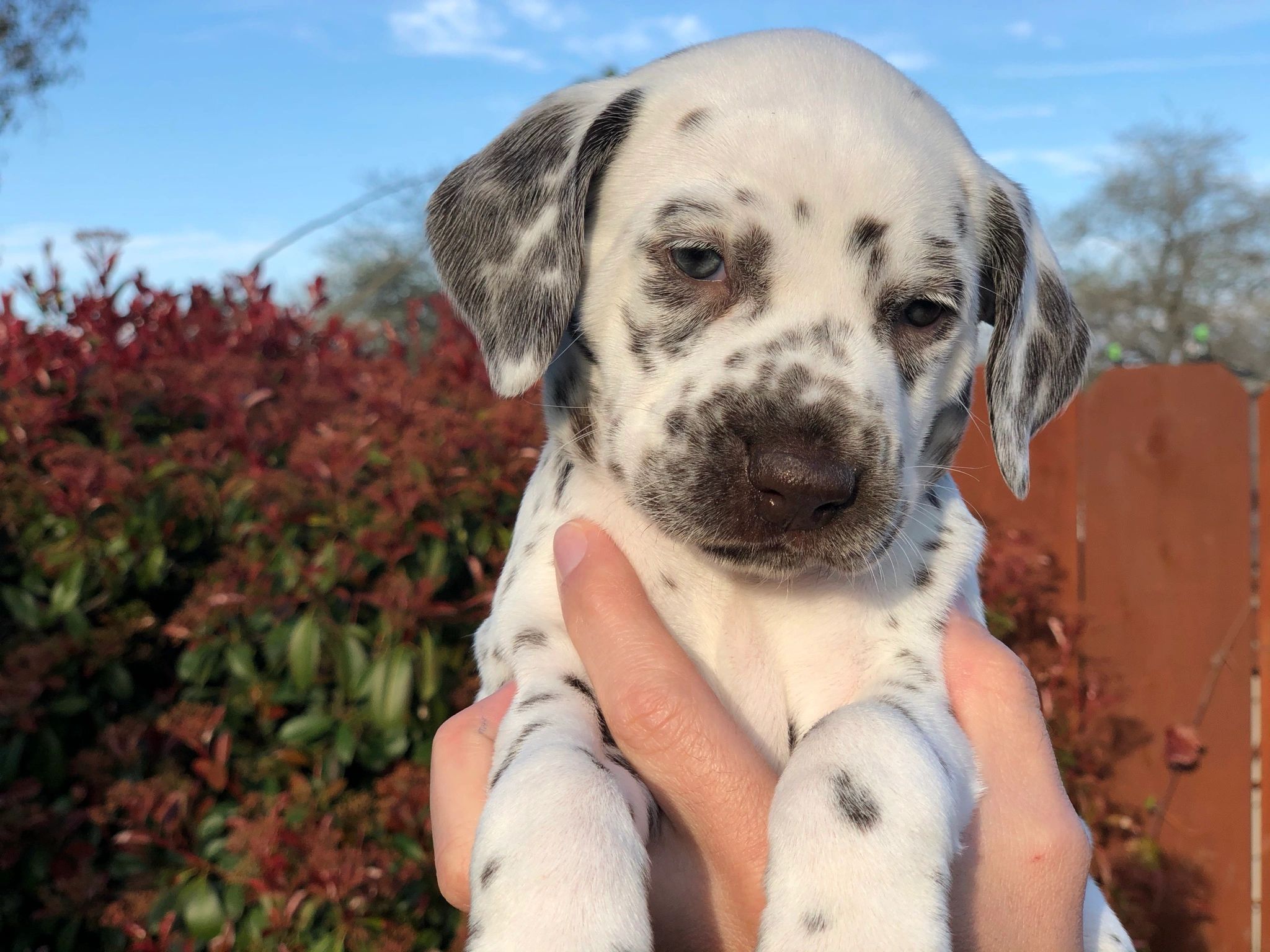 Dalmatian Lab Mix Puppy