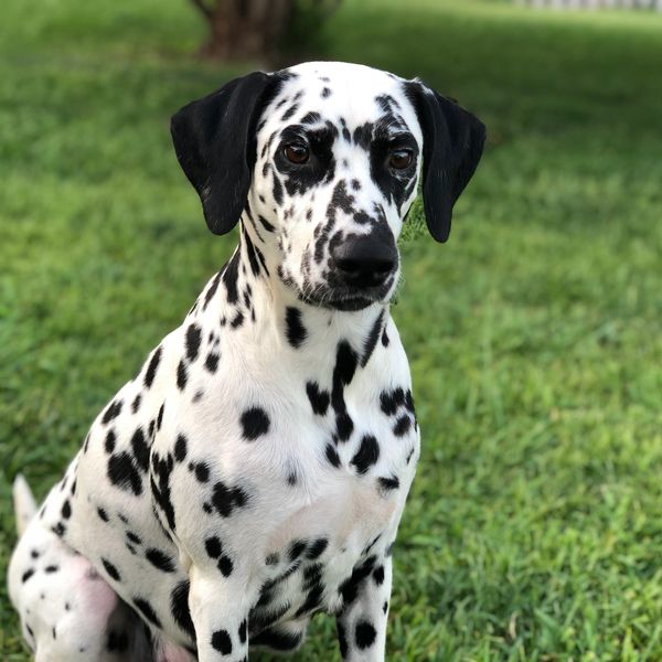 Black And White Spotted Dalmatian Dogs Puppies Magnetic Salt Pepper Sh–  Ebros Gift