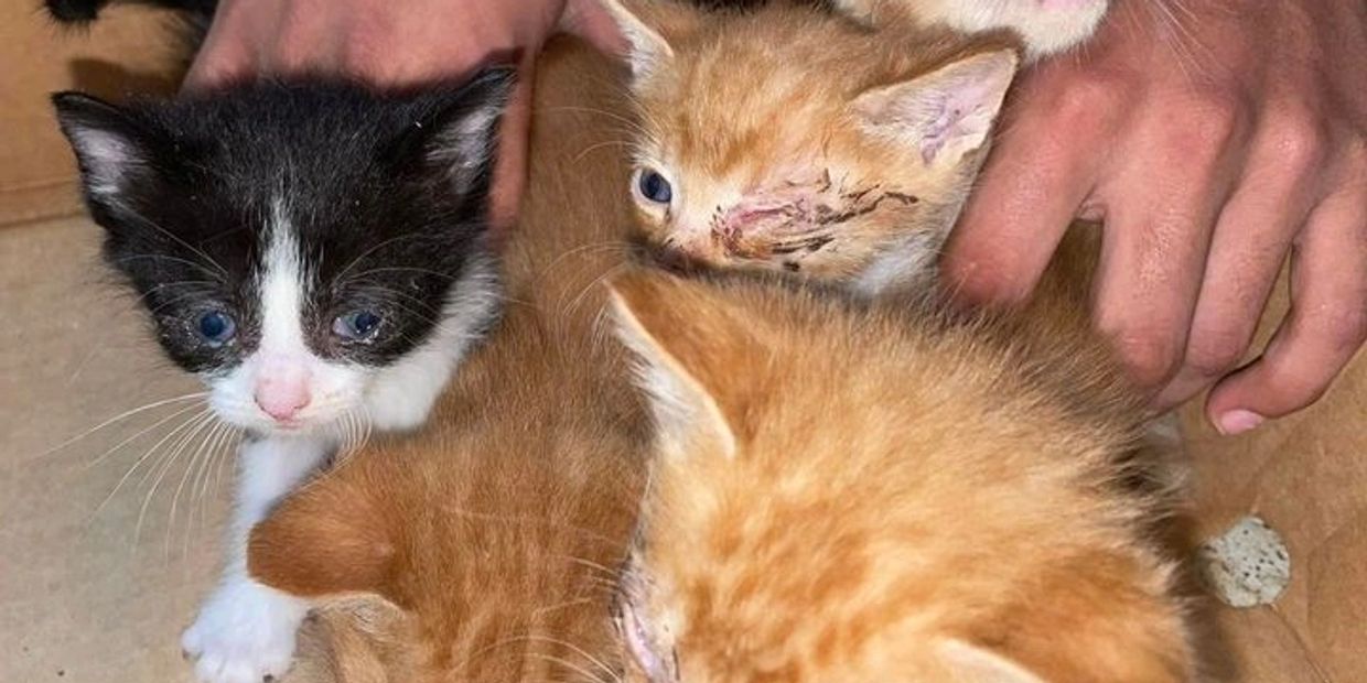 Four kittens, one with an injured eye, held gently in a box.