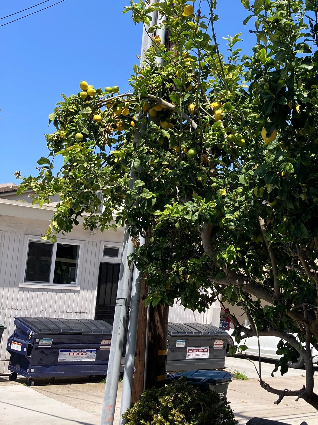 5/6/2024: LemonTreeLove branches just needing a trim so parking neighbors enjoy their parking🍋💕🍋�