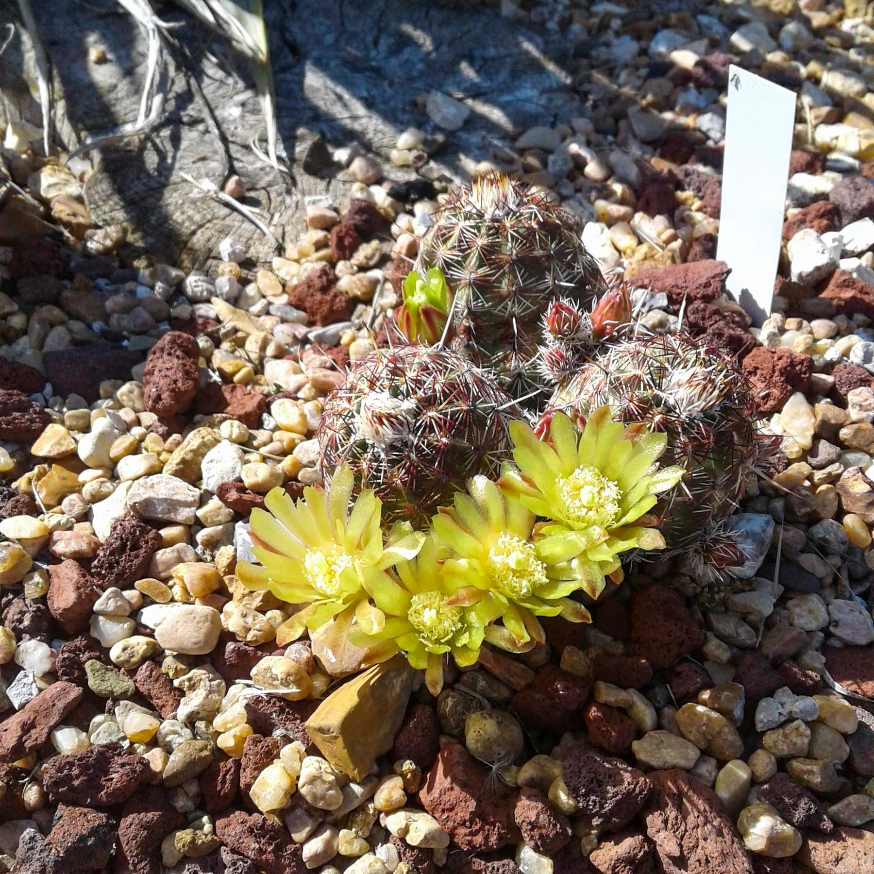 Echinocereus viridiflorus. Photo: Mike Hisey.
