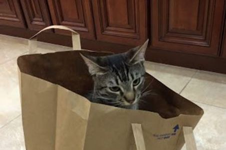 cat in a bag