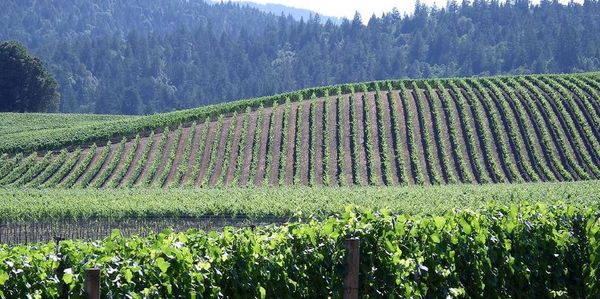 Photo of vineyard in Anderson Valley, CA