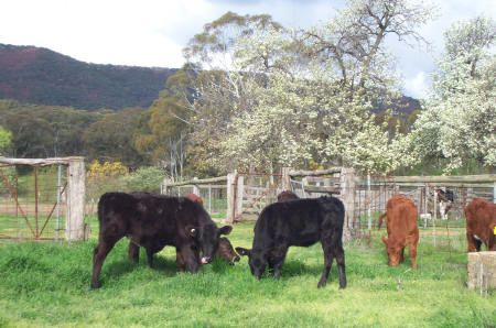 Black___Brown_Calves_2004.jpg