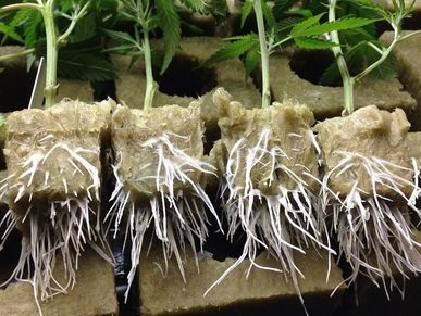 Rooted Cannabis or hemp cuttings / copies / clones in Rockwool cubes.