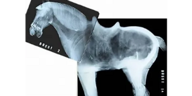 equine x-ray machine