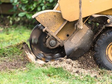 Stump Grinding
Tree Service
Minnesota Tree Service