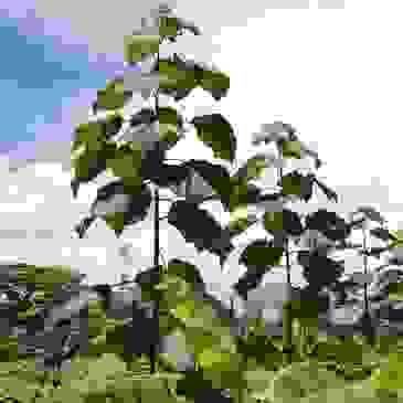 image100