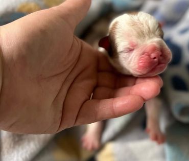 Male 
Merle
$3000