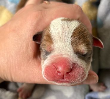 Male
Merle
$3000