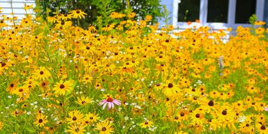 A vibrant field of yellow wildflowers in front of a white house.