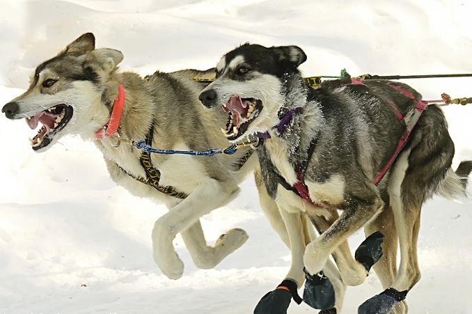 Female mushers win WolfTrack Classic races