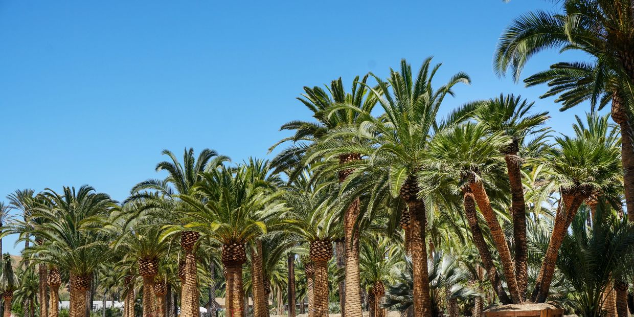 Palm Trees, Phoenix Canariensis
