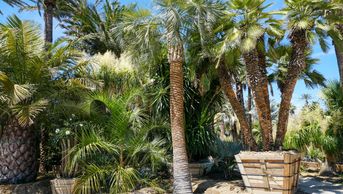 BUTIA Capitata pindo palm