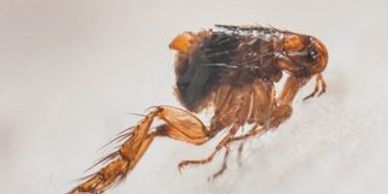 dog flea