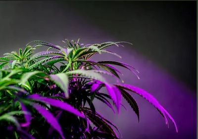 Coughy Seeds, Weed Seeds
Www.coughyseeds.com
Coughyseeds