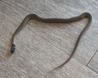 A snake with a damaged or missing head on a tiled floor.