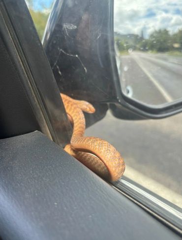 A snake is wrapped around the side mirror of a car on a sunny day.