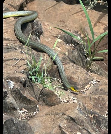 A snake with a yellow head slithers over rocky terrain with sparse grass.
