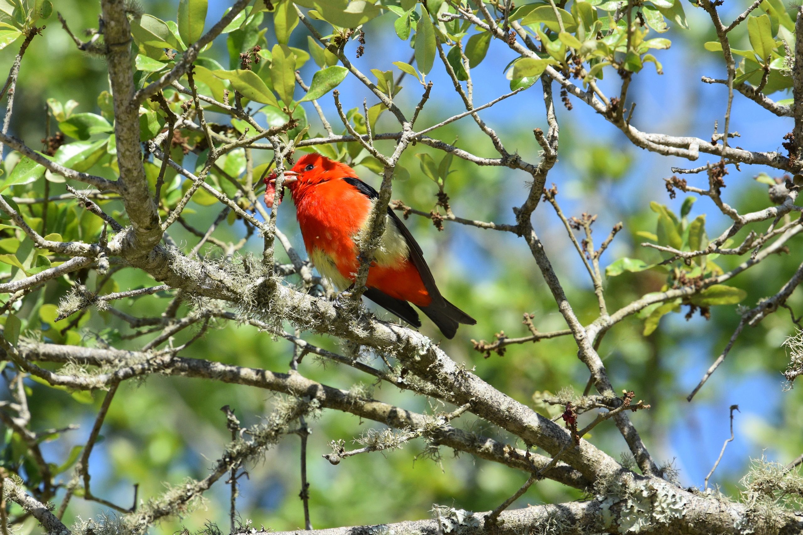 High Island Bird Santuary