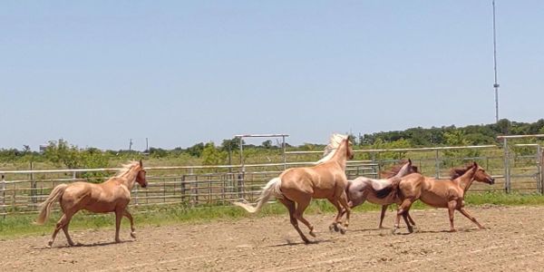 Four horses running freely in an open fenced area under a clear blue sky.