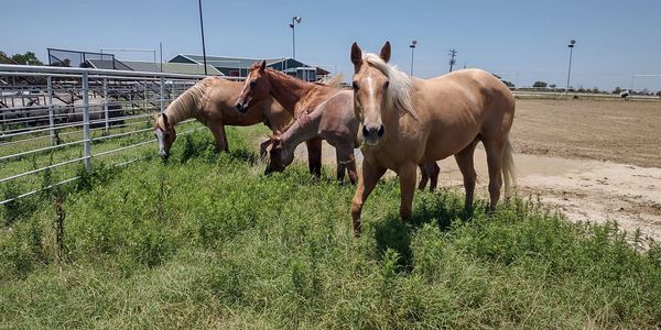 Four horses grazing in a fenced grassy area on a sunny day.