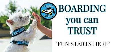 A dog giving a high-five with boarding service text.