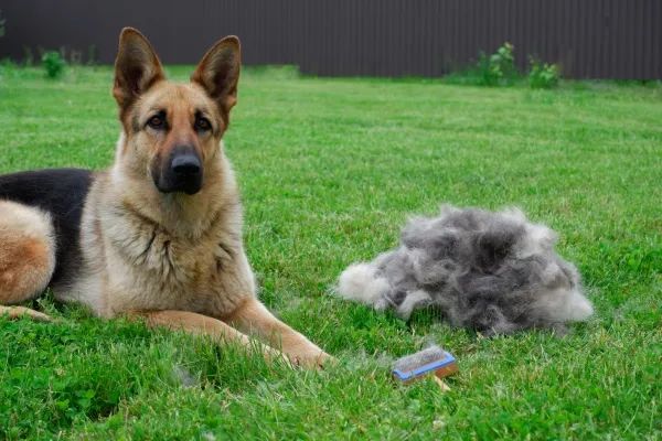 dog-deshedding-grooming-parsons tn-png