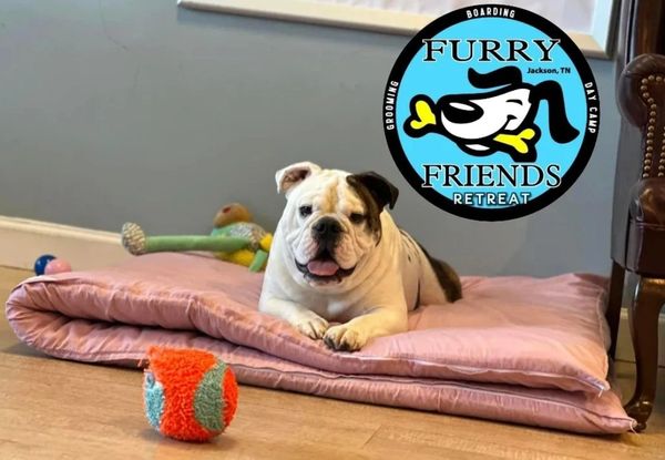 Happy bulldog lying on a pink mat with toys around.