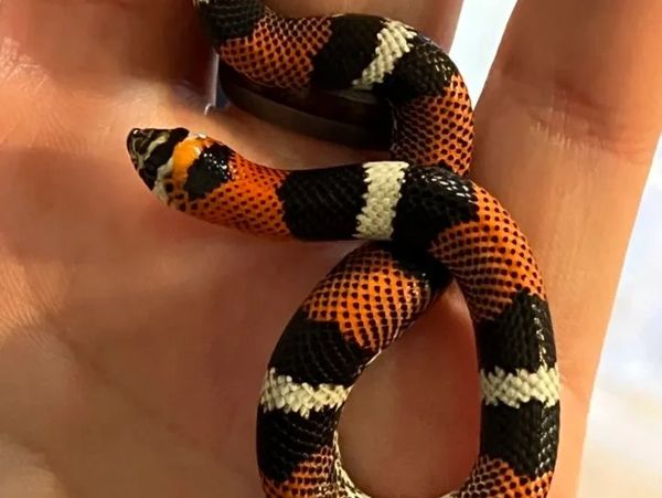Tricolor hognose in black, red, and white
