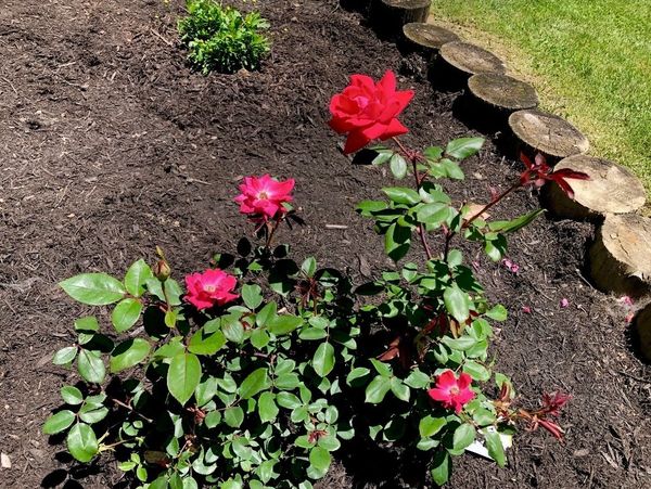 A rose bush with vibrant red and pink flowers in a garden bed.