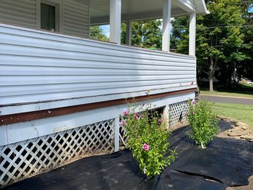 White house porch with two flowering bushes planted in black ground cover.
