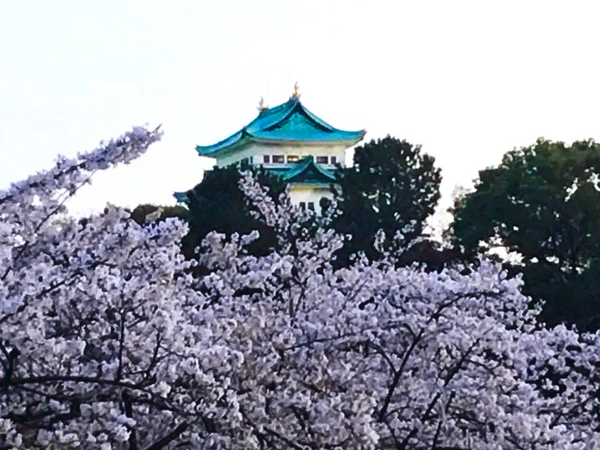Sakura surrounding Nagoya Castle