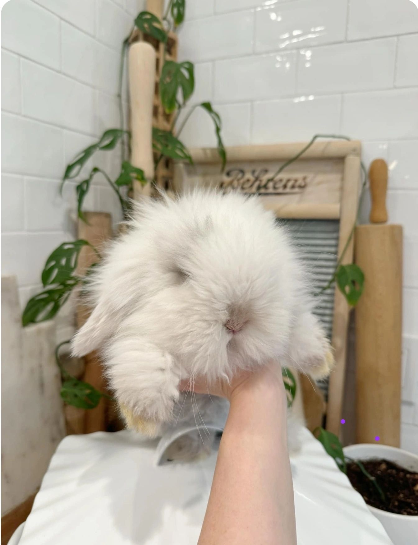 European Teddywidders. I call them Teddy Bear Puppy Bunnies. They are tiny and cuddly fluffy.
