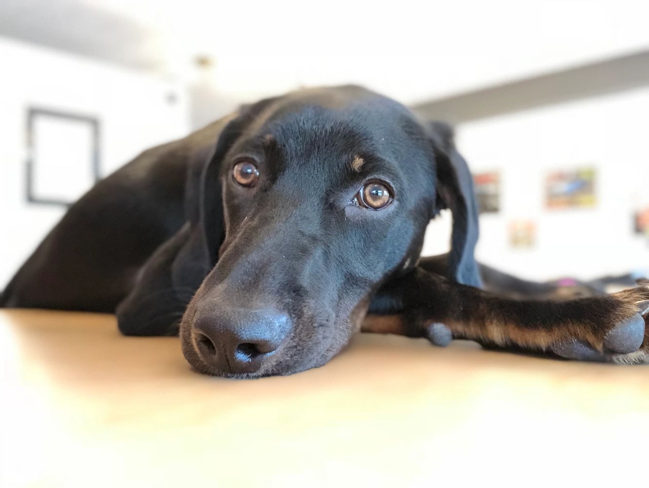 Our office dog Apollo exhausted after a long hard day of work.