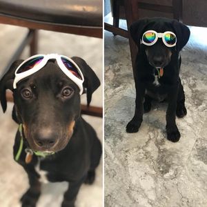 Apollo at 4 months old. He loves his riding glasses.