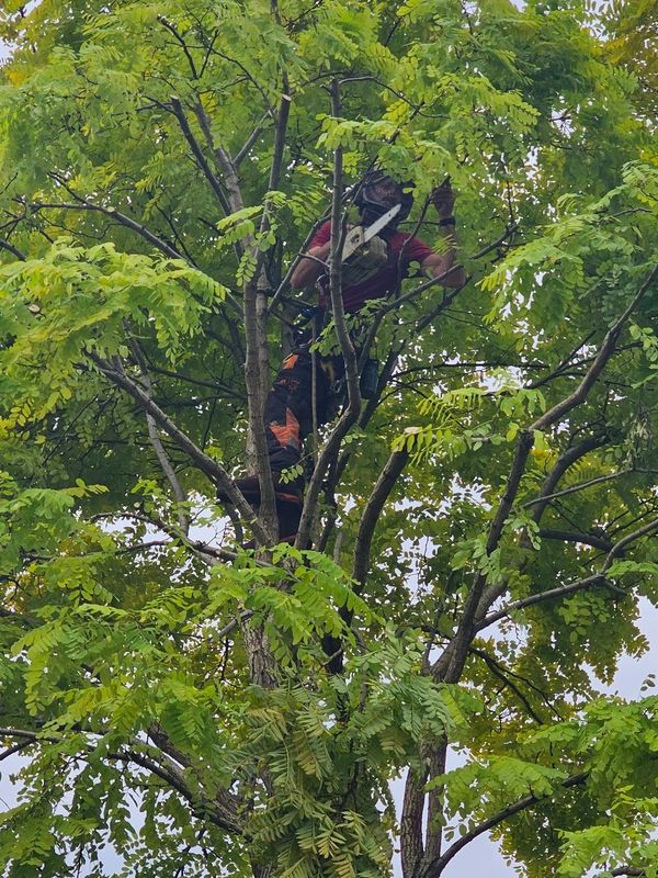 A tree worker with chainsaw pruning branches high in a leafy tree.