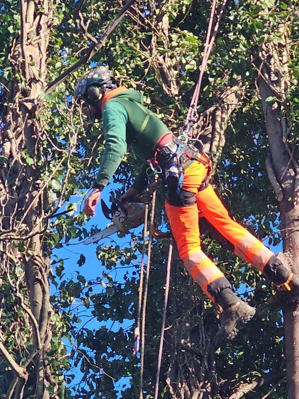 Tree worker in safety gear using a chainsaw while suspended by ropes.