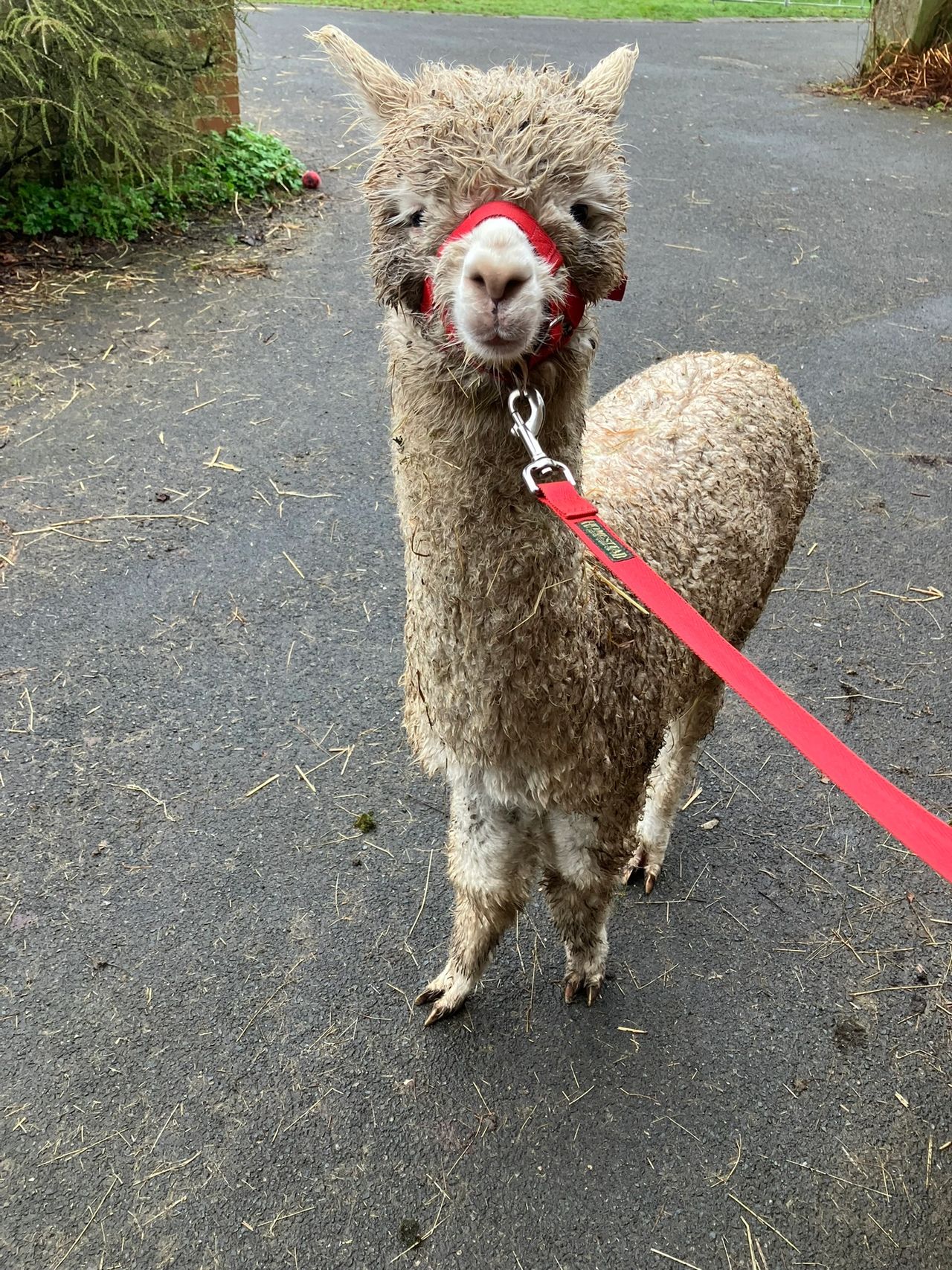 Cosmic Ray in her preferred outfit🤣